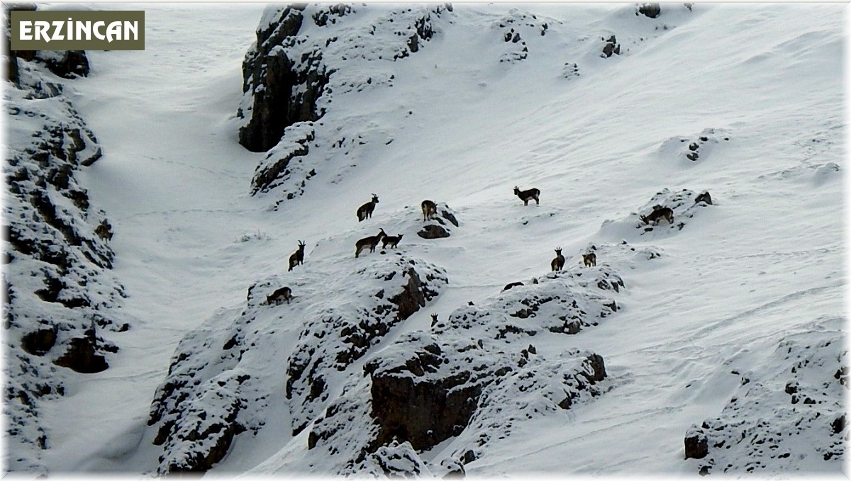 Dağ keçileri Munzur Dağlarına renk katıyor