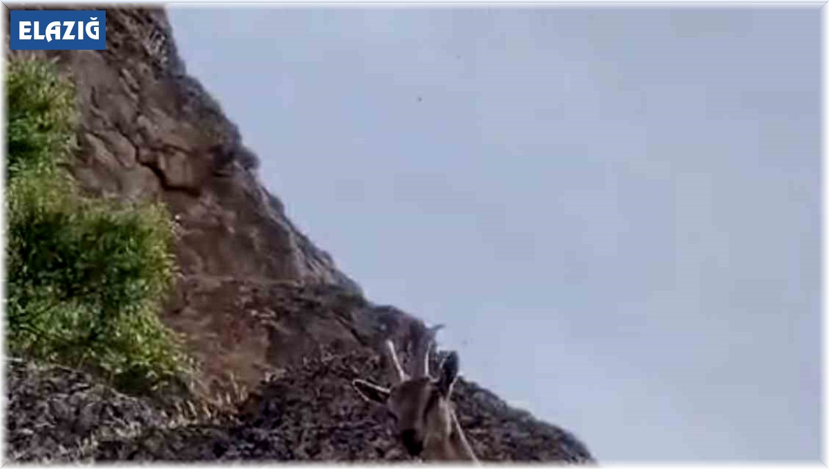 Dağ keçileri Palu Kalesi'ni mesken tuttu