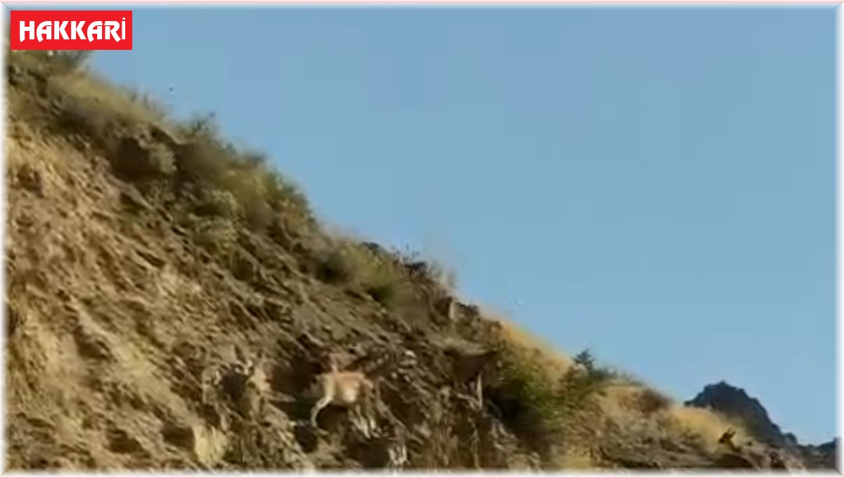 Dağ keçileri Sümbül Mahallesi'ni mesken tuttu