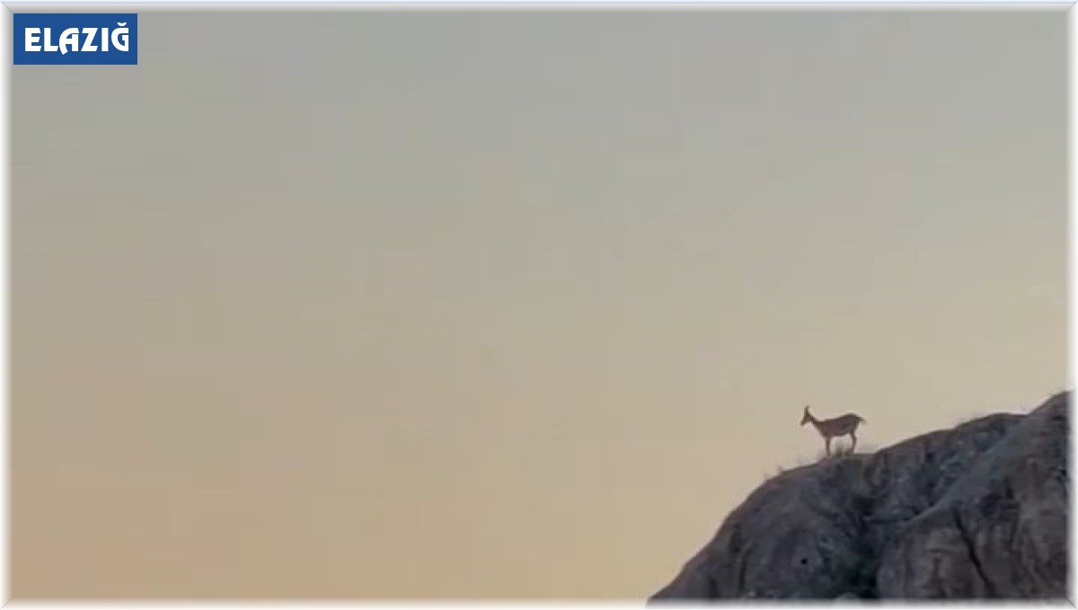 Dağ keçileri sürü halinde Harput'ta görüntülendi