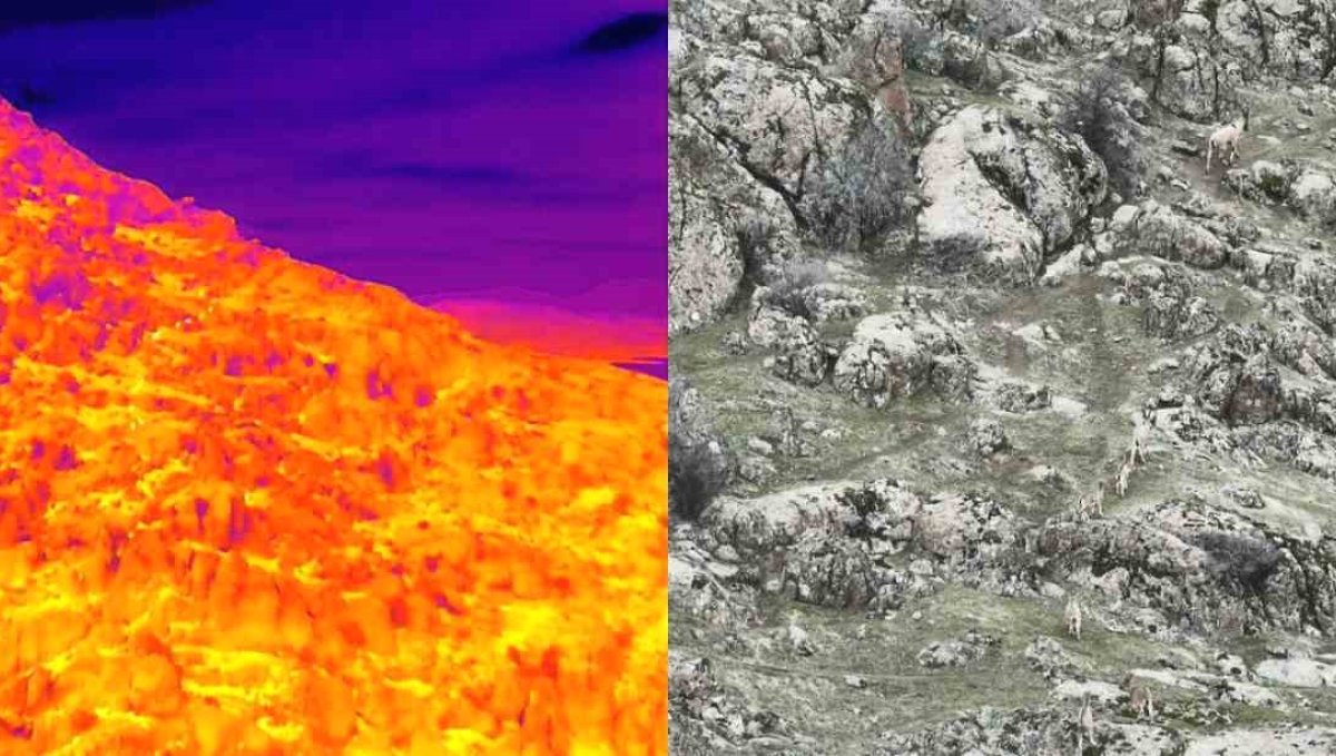 Dağ keçileri termal dron ile görüntülendi