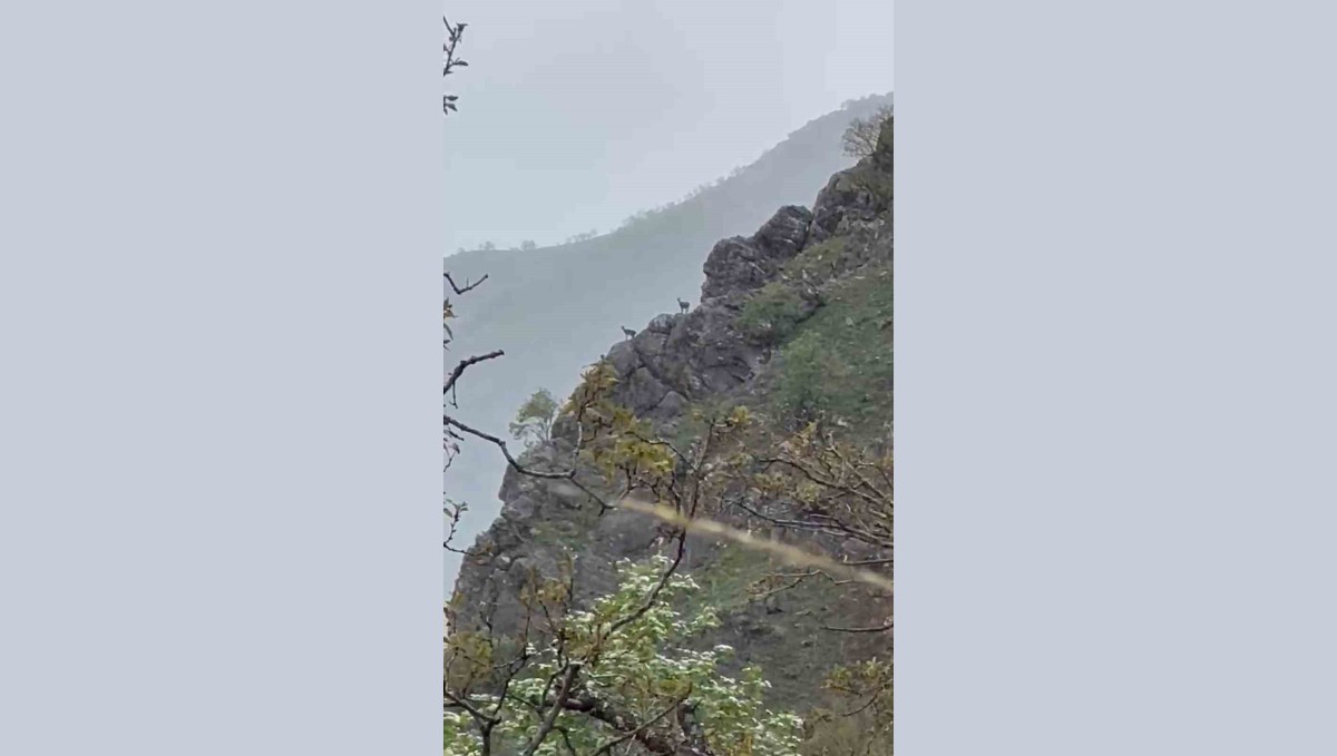 Dağ keçileri yağmur altında gezerken görüntülendi