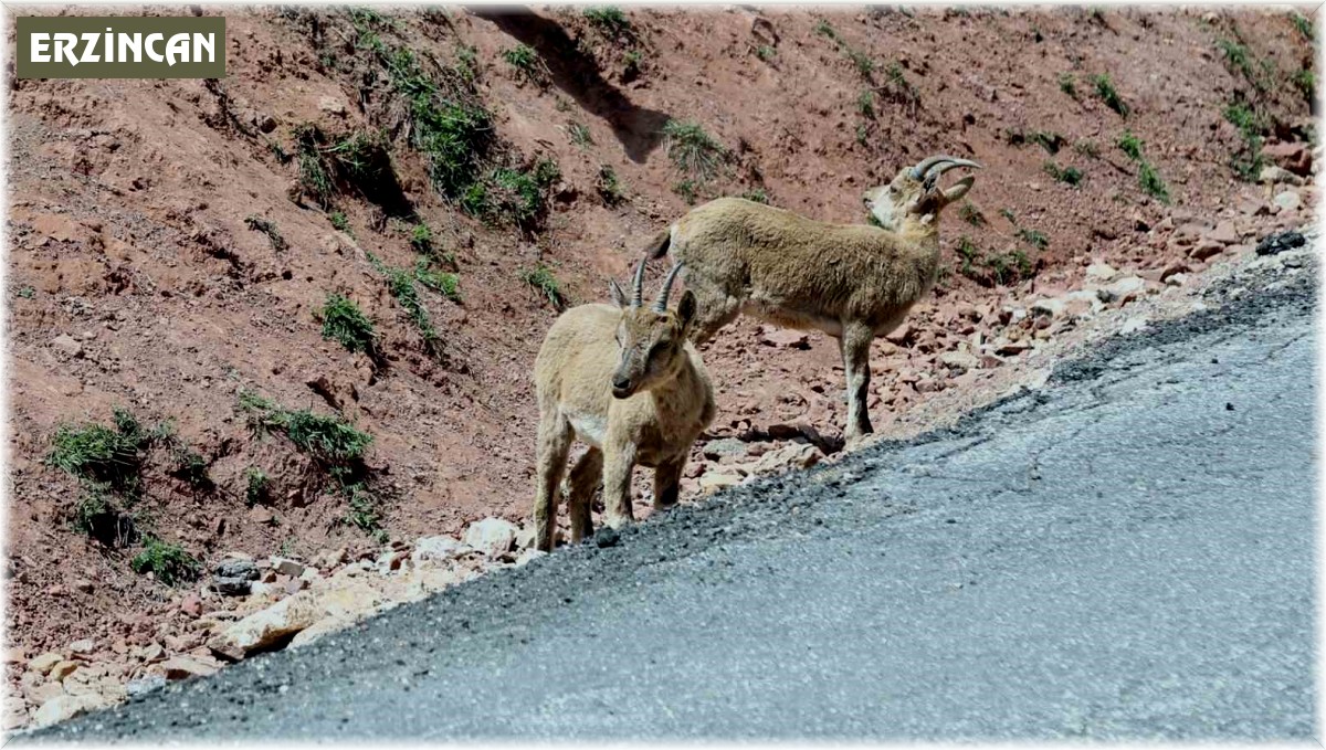 Dağ keçileri yoldan görüntülendi