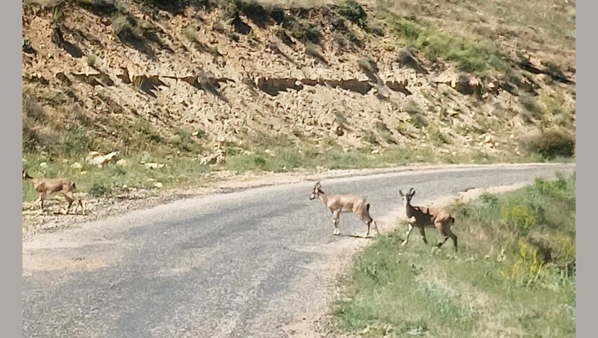 Dağ keçilerini görüntüledi, "Ne kadar güzelsiniz" diyerek paylaştı