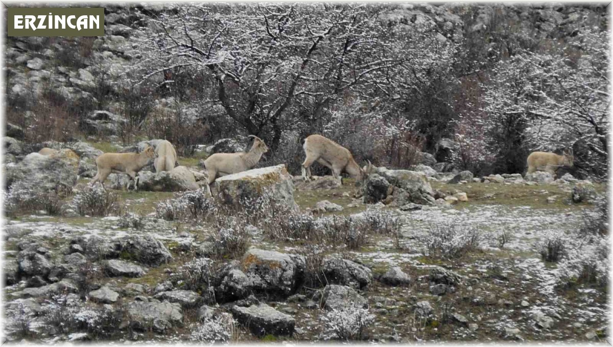 Dağ keçilerinin tuzu muhtardan