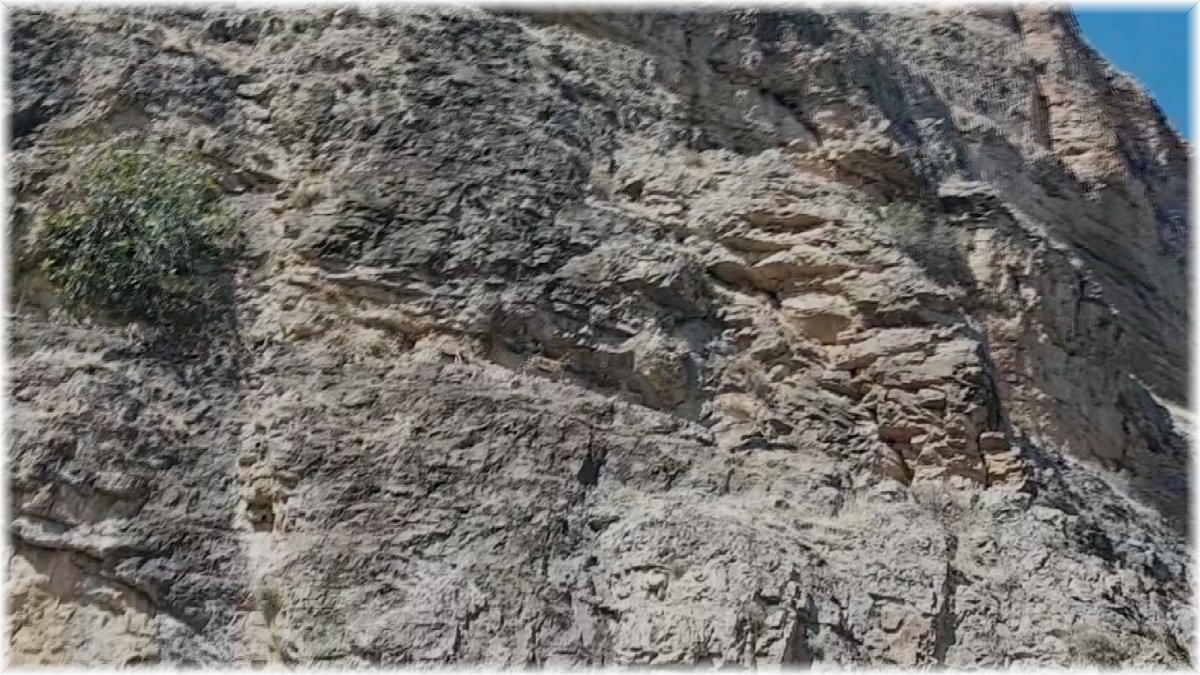 Dağ keçilerinin zorlu yolculuğu cep telefonuyla görüntülendi