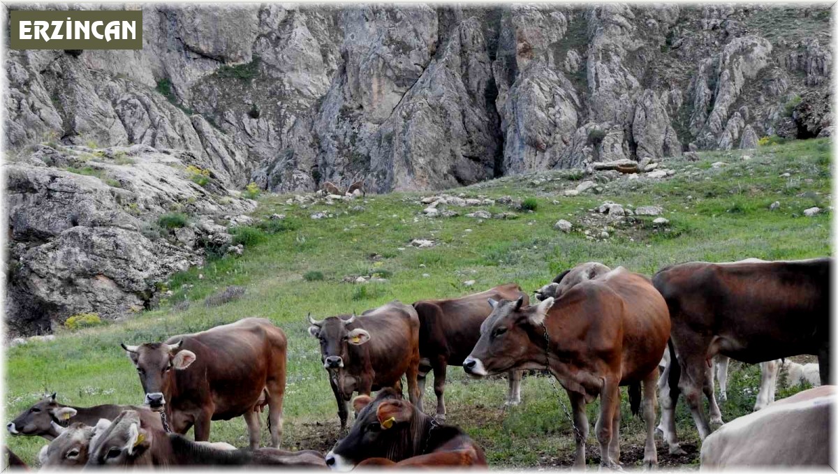 Dağ keçileriyle inek sürüsü bir arada
