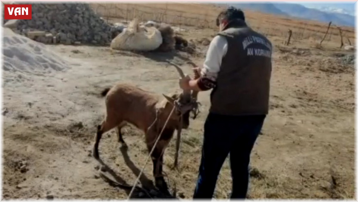 Dağ keçisi camı kırıp eve girdi