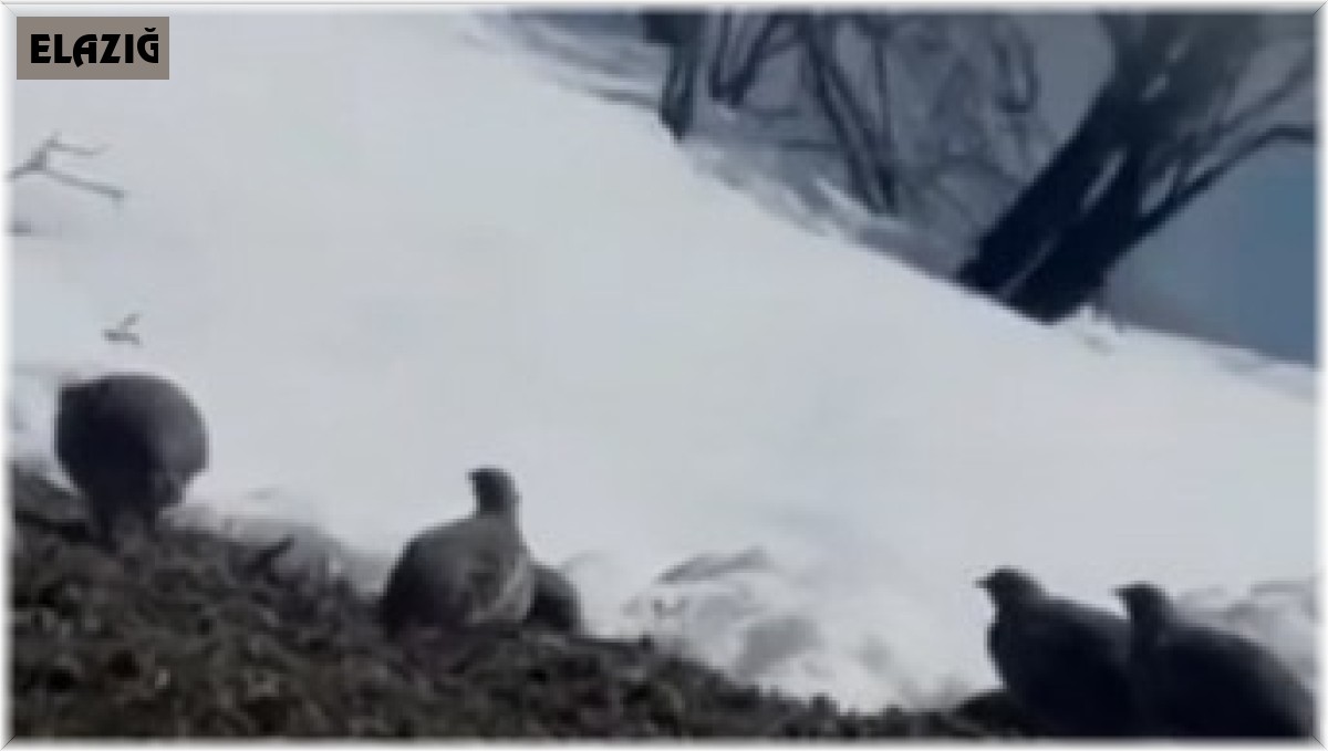 Dağ keklikleri beslenirken görüntülendi