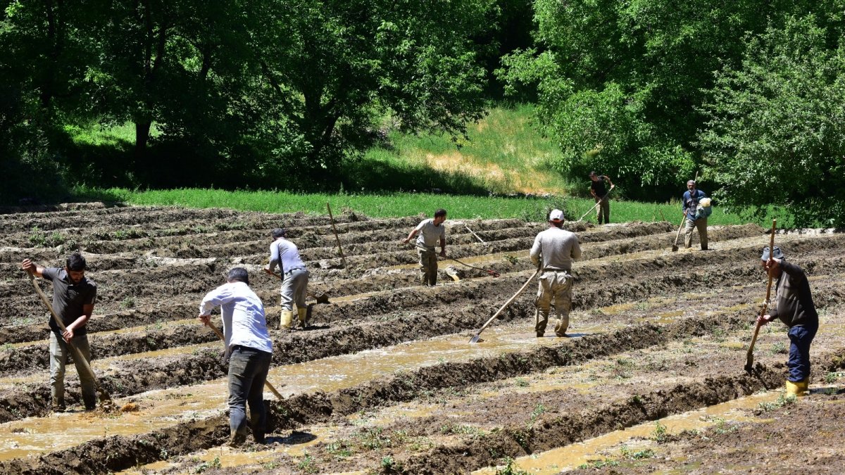 Dağ köylerinde zorlu çeltik ekimi