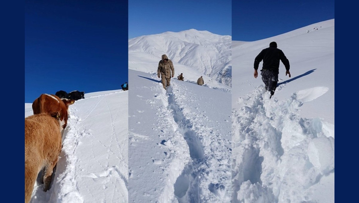 Dağda mahsur kalan 19 büyükbaş ekipler tarafından kurtarıldı