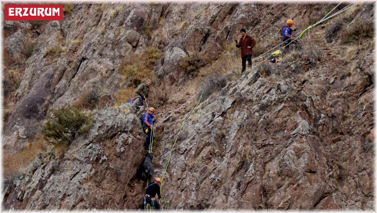 Dağda mahsur kalan 2 keçiyi AFAD ekibi kurtardı