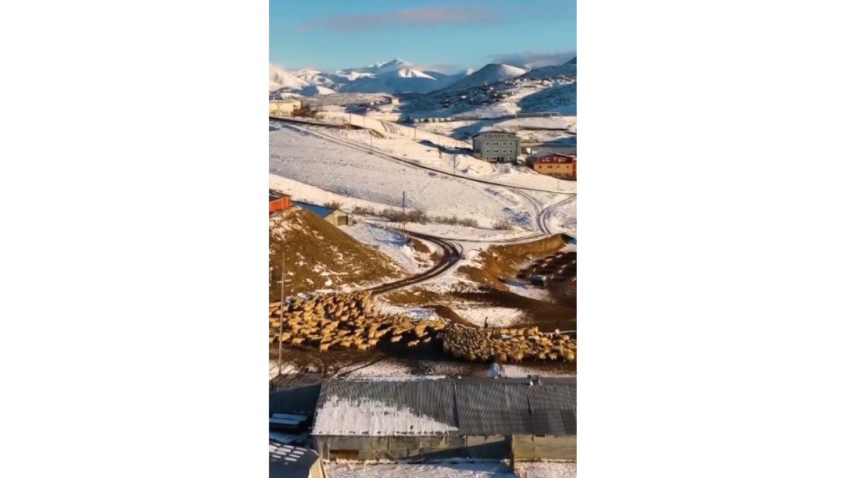 Dağın huzuru, emeğin sesi: İliç'te küçükbaş hayvancılık