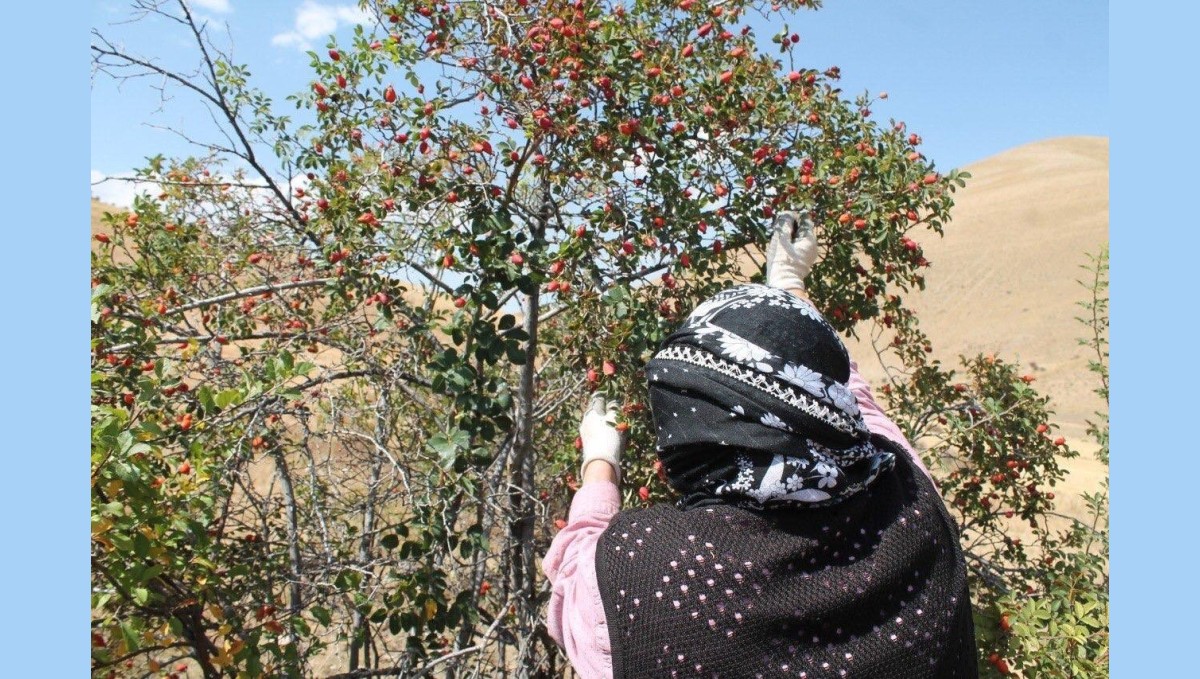 Dağların kırmızı hazinesi kuşburnu için hasat zamanı