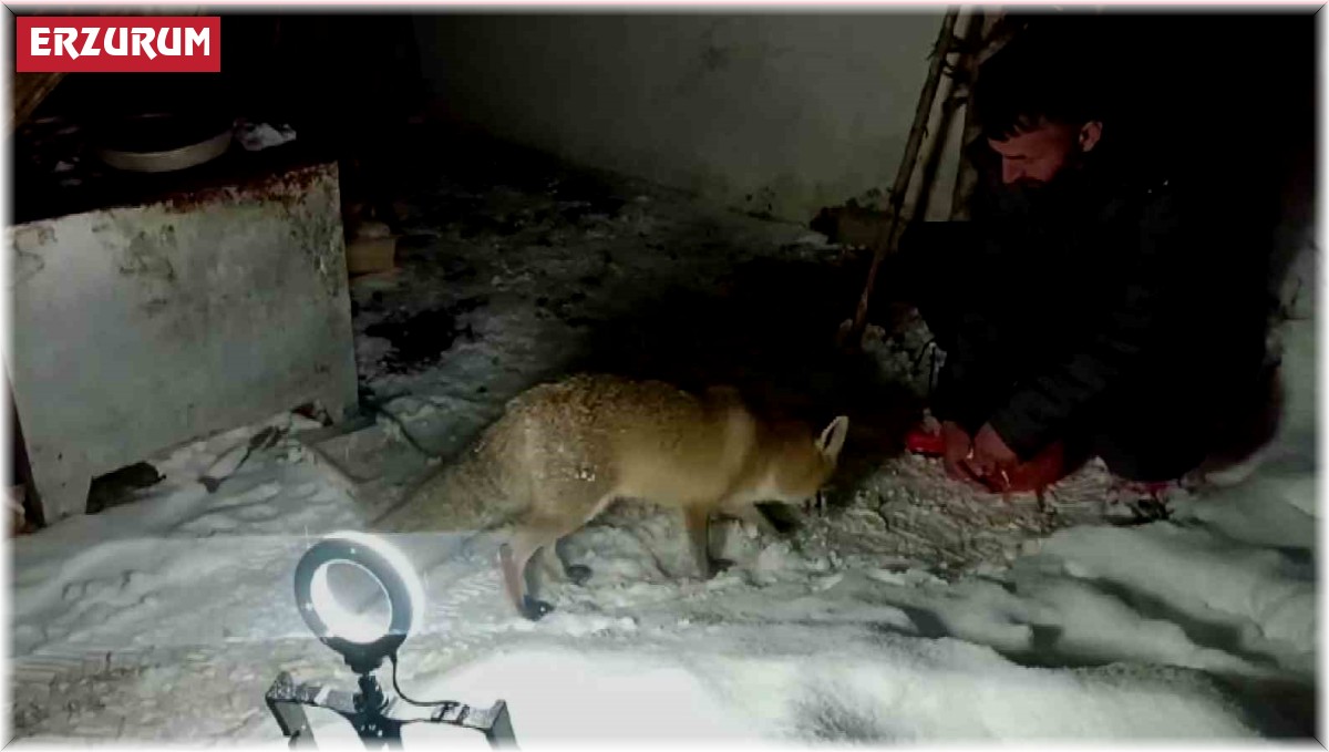 Dağların Oğlu'nun tilki ile dostluğu gülümsetiyor