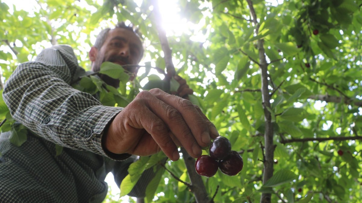 Dalbastı kirazında hasat başladı, rekolte düşük kaldı