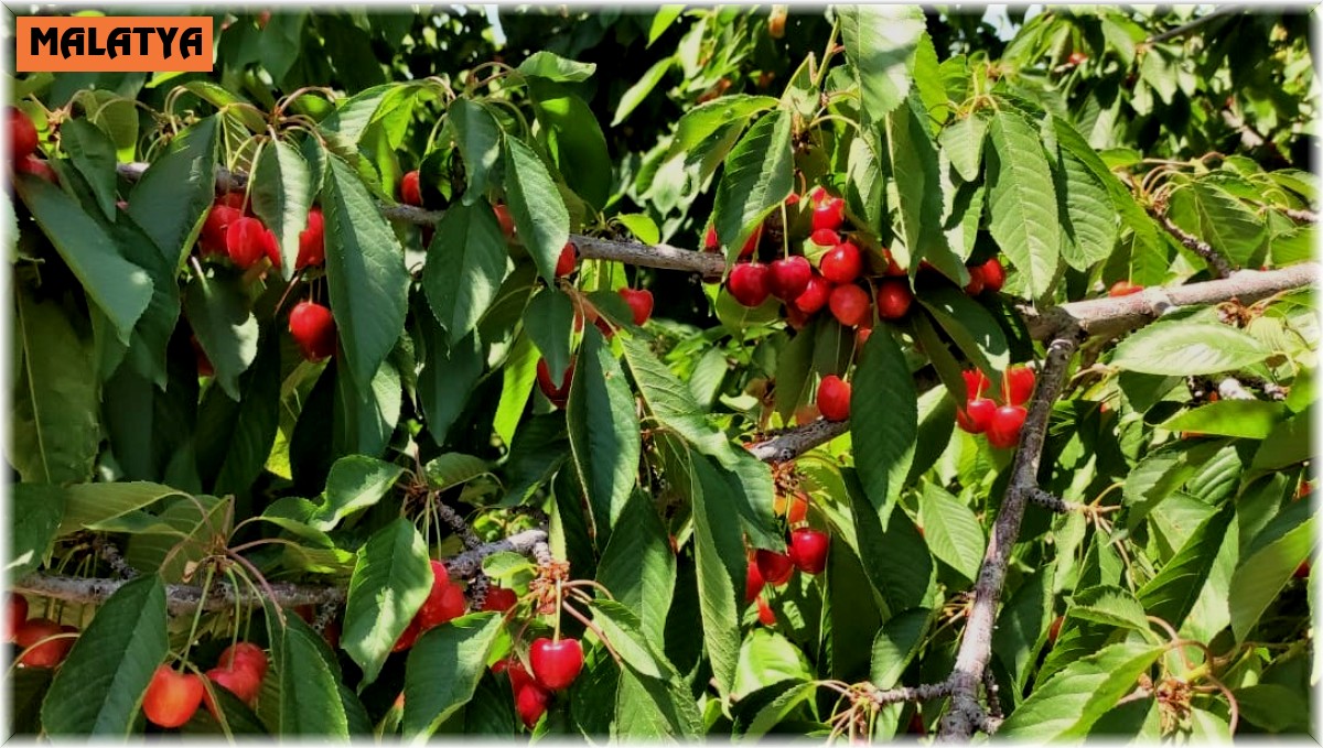 Dalbastı kirazında rekolte düştü kalite yükseldi
