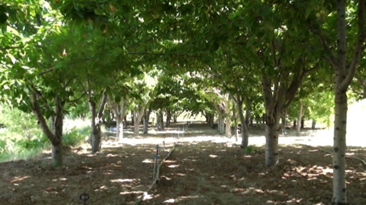 Dalbastı kirazında verim düştü