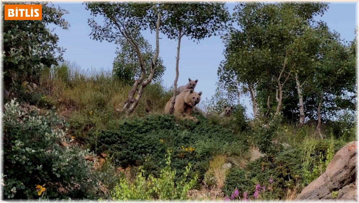 Dalış sırasında ayılarla karşılaştı