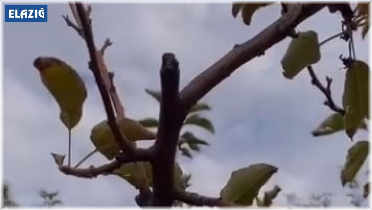 Dallarında meyvesi olan ağaç tekrar çiçek açtı