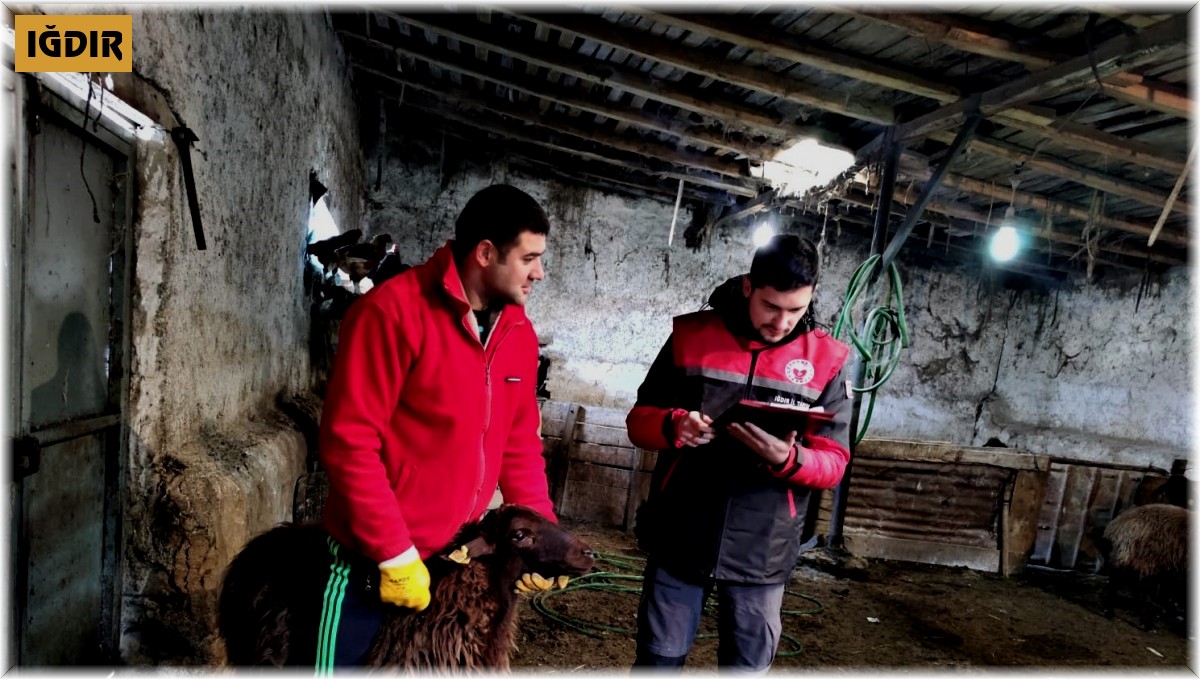 Damızlık koyun ve keçi küpe tespit çalışmaları başladı