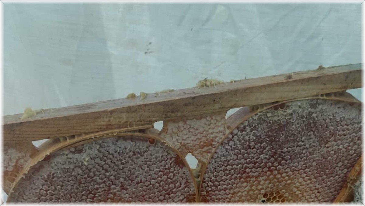 Darende'de bal sağım ve süzme mesaisi