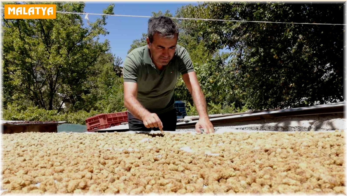 Darende'de kayısıya alternatif yetiştirilen dut da verim yüksek