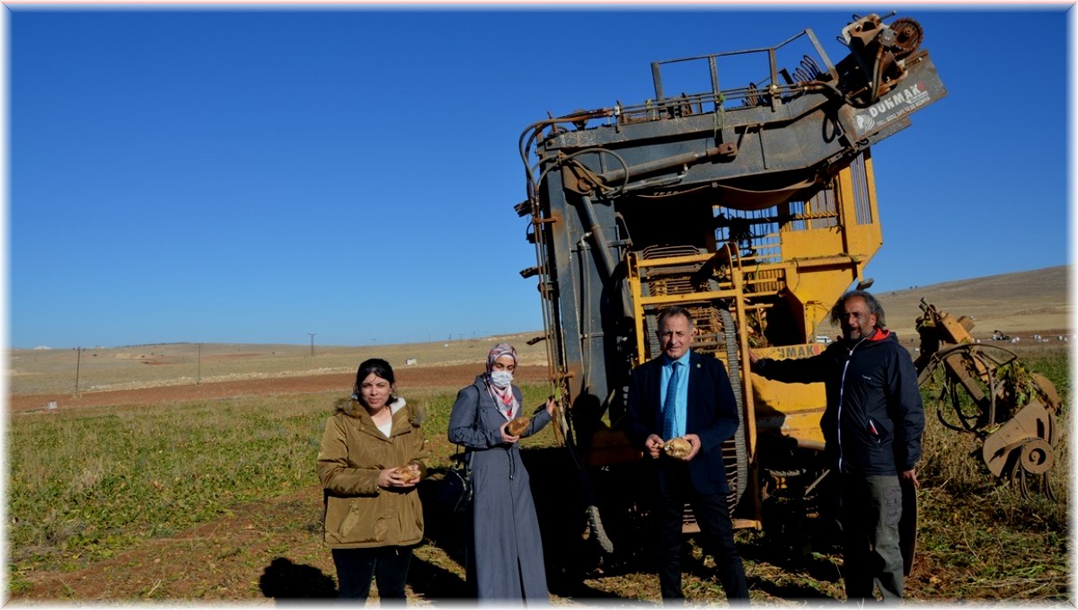 Darende'de pancarda yüksek rekolte sevinci