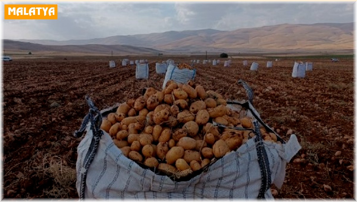 Darende'de patates hasadına başlanıldı