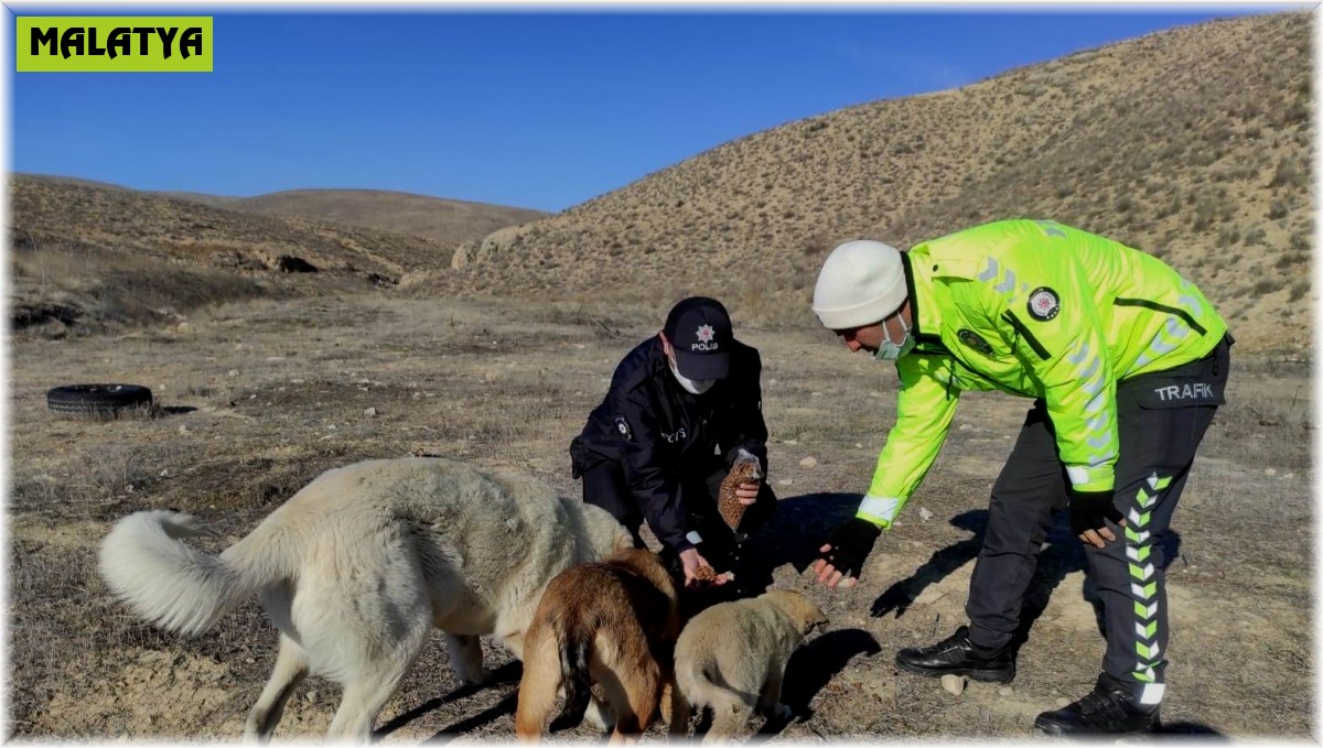 Darende'de yaban hayvanları unutulmadı