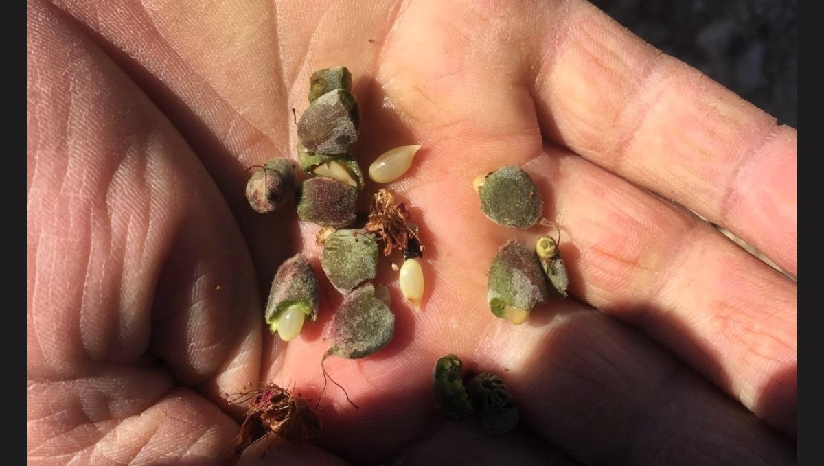 Darende ilçesinde de kayısı da zarar büyük