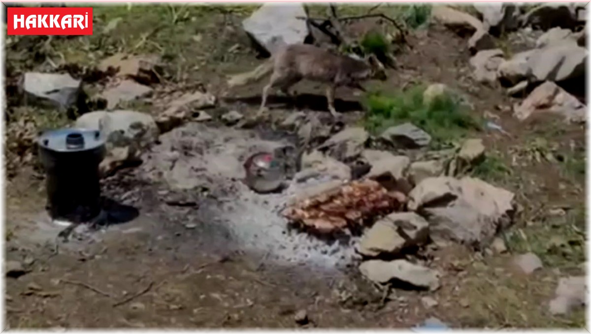 Davetsiz misafir: Aç kalan tilki piknikçilerin yemeğini yedi