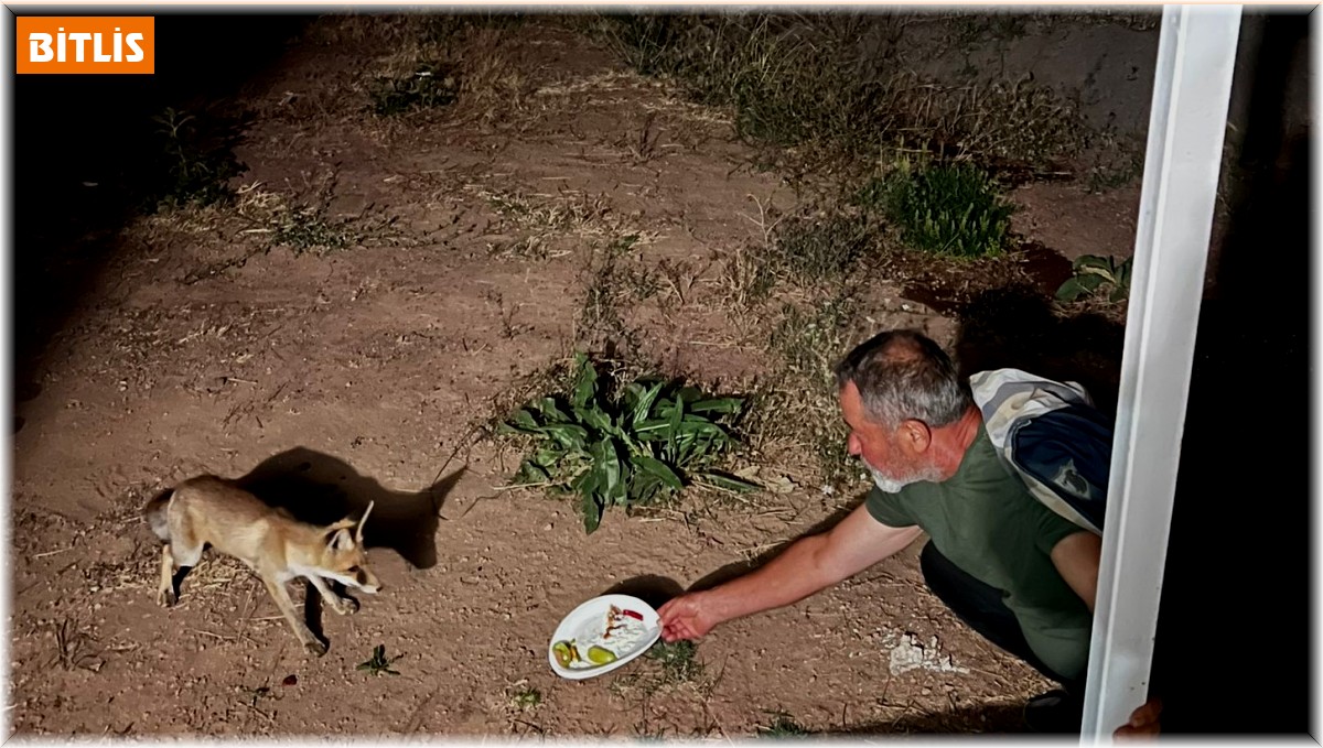 Davetsiz misafir yavru tilki, piknikçilerin sofrasına ortak oluyor