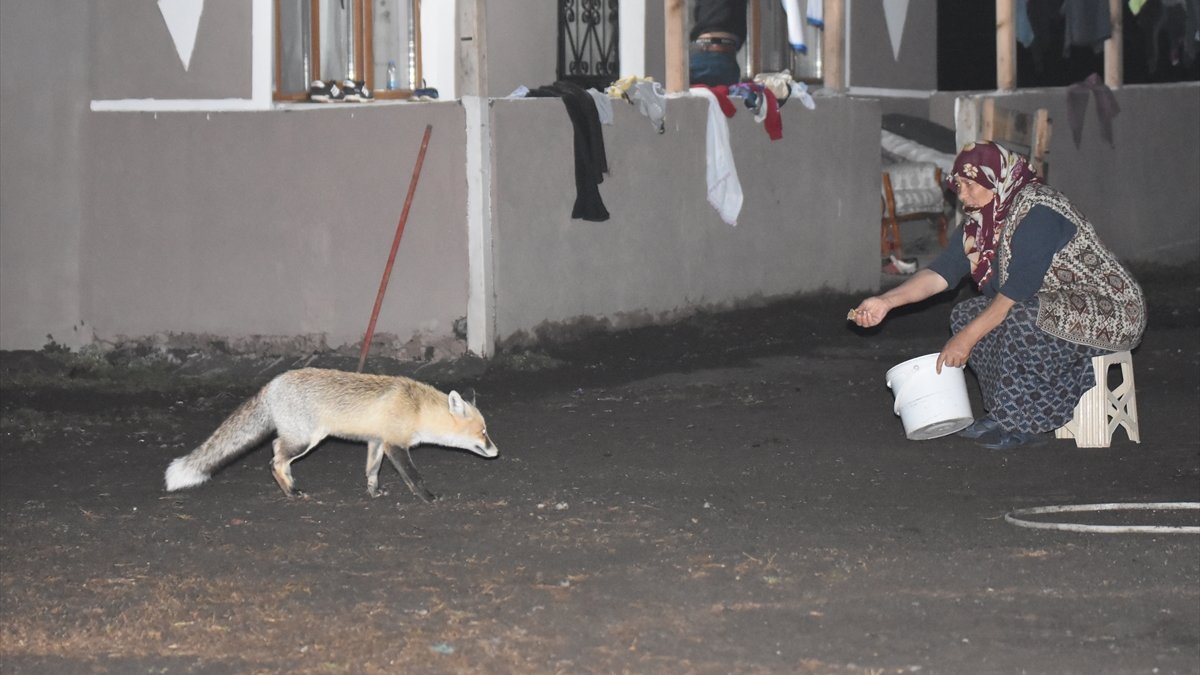 Davetsiz misafiri tilkiyi her gün elleriyle besliyor