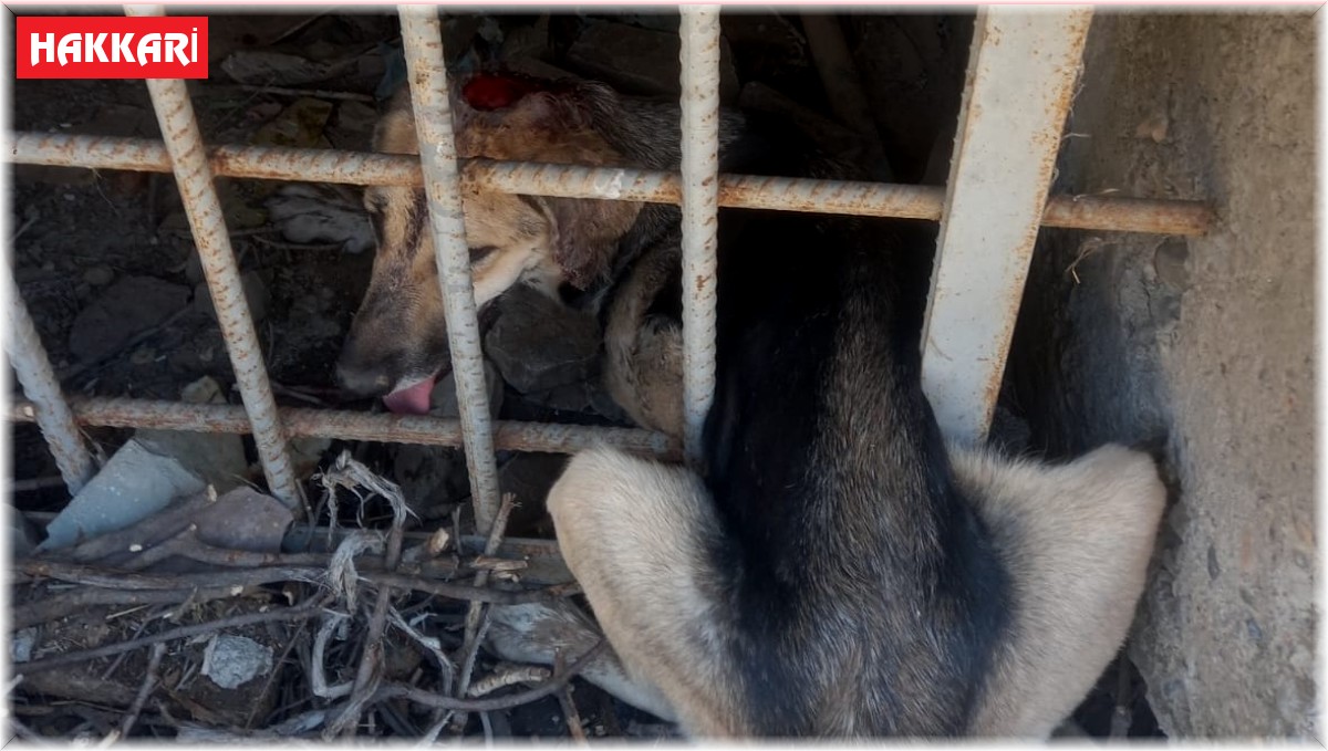 Demir korkuluklara sıkışan köpek kurtarıldı