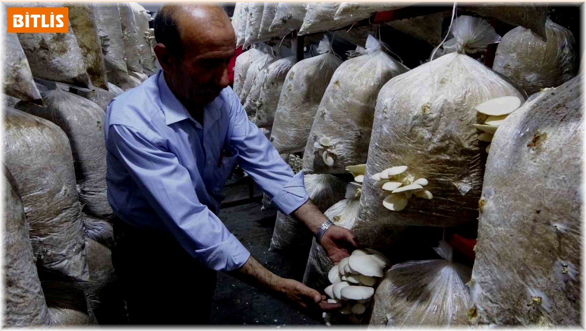 Demirci ustasının hobisi: İstiridye mantarı yetiştiriciliği