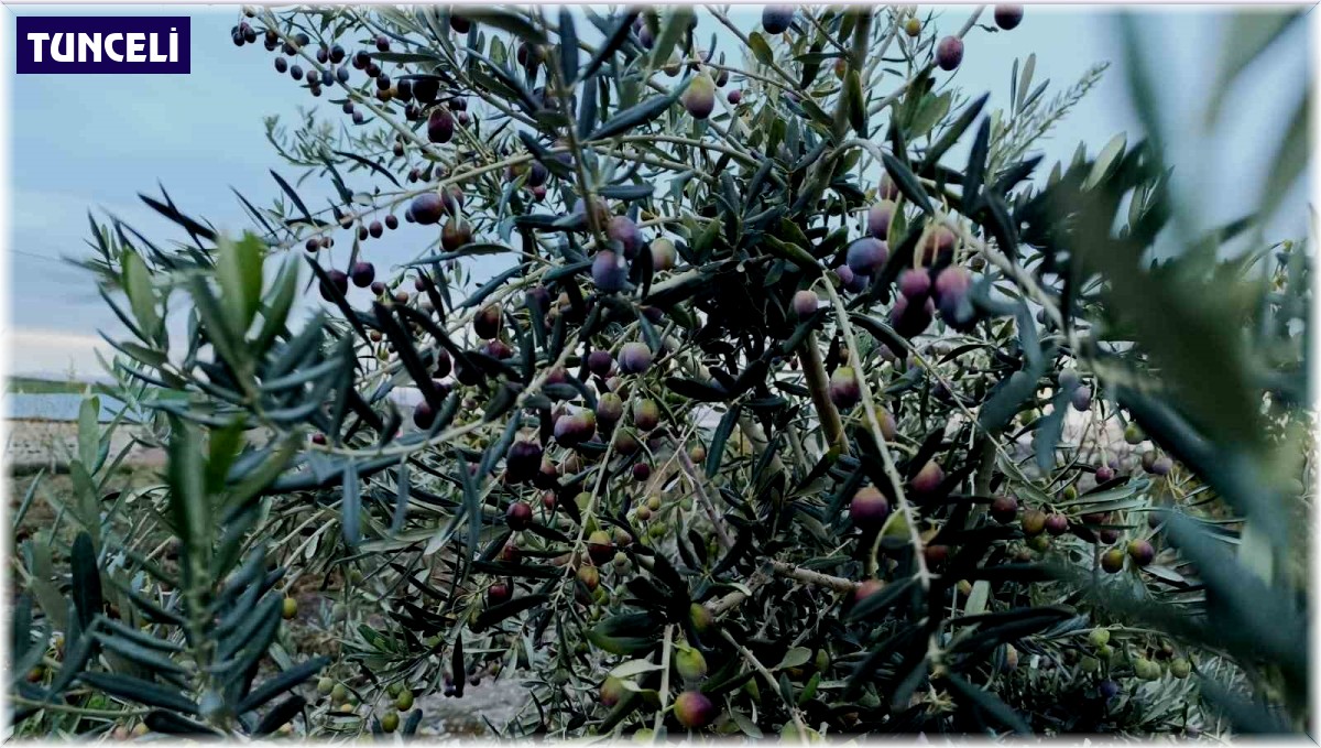 Deneme amaçlı ektiler, bol verimle mutlu oldular