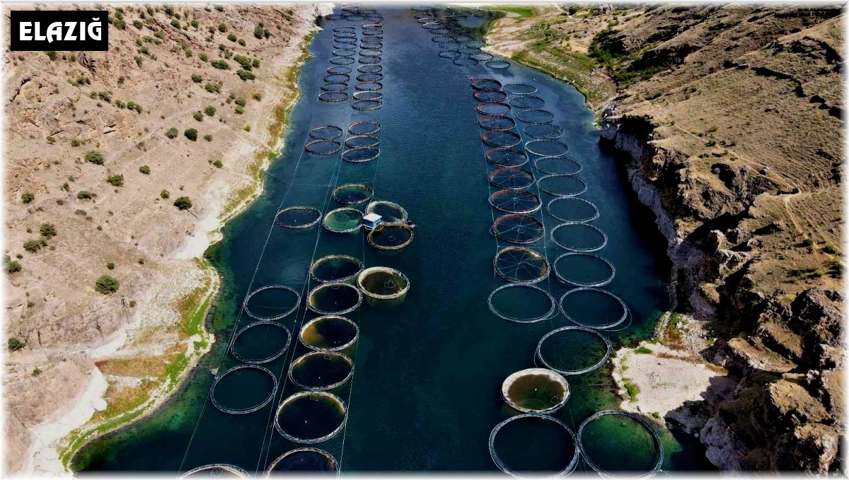 Denizi olmayan Elazığ balık ihracatından 29 milyon dolar gelir elde etti, hedef 50 milyon dolar