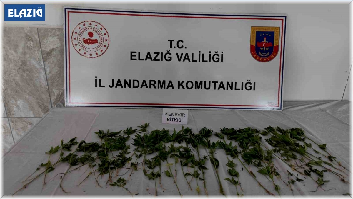 Deprem çadırının bahçesine uyuşturucu ekmişler