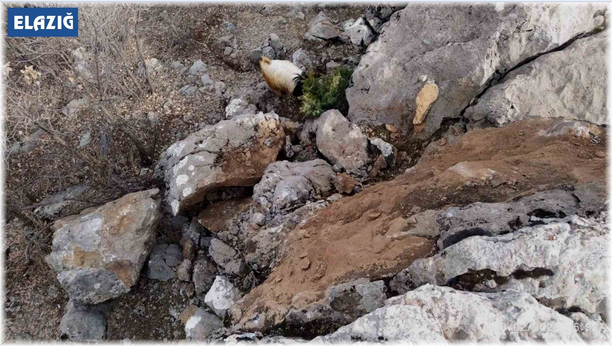 Deprem sonrası dağdan kopan dev kaya parçaları tehlike saçıyor