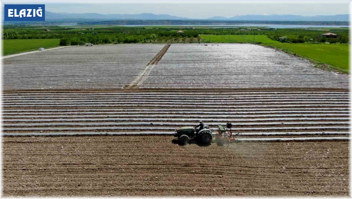Deprem tarımı da vurdu, mevsimlik işçi bulunamıyor