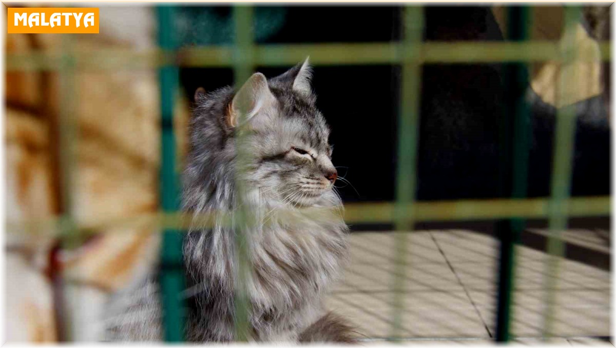 Depremde enkaz altından kurtarılan hayvanlar, barınağa yerleştirildi