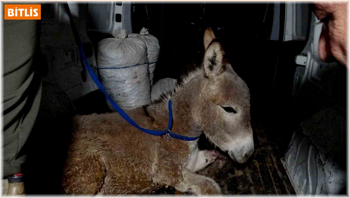 Depremde yaralanan sıpa Tatvan'a getirildi