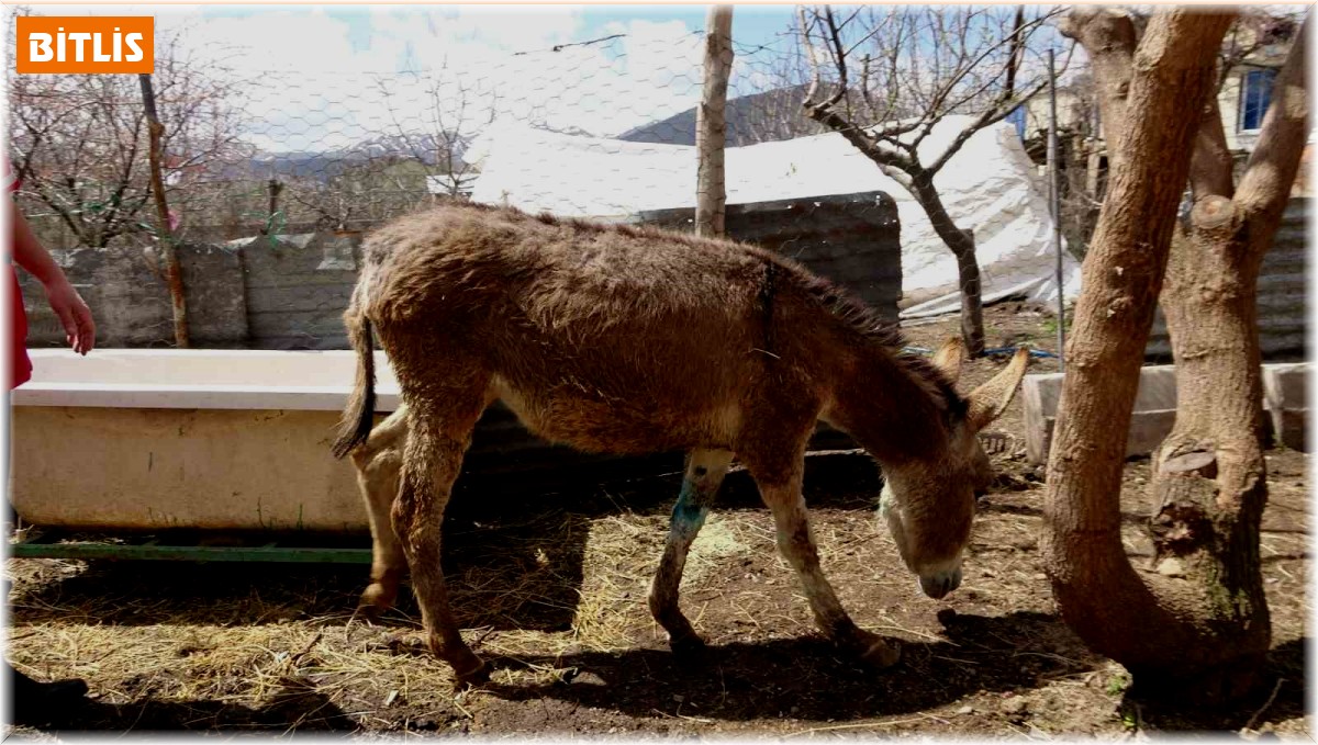 Depremde yaralanan ve Tatvan'da tedavi edilen sıpa sahiplendirildi