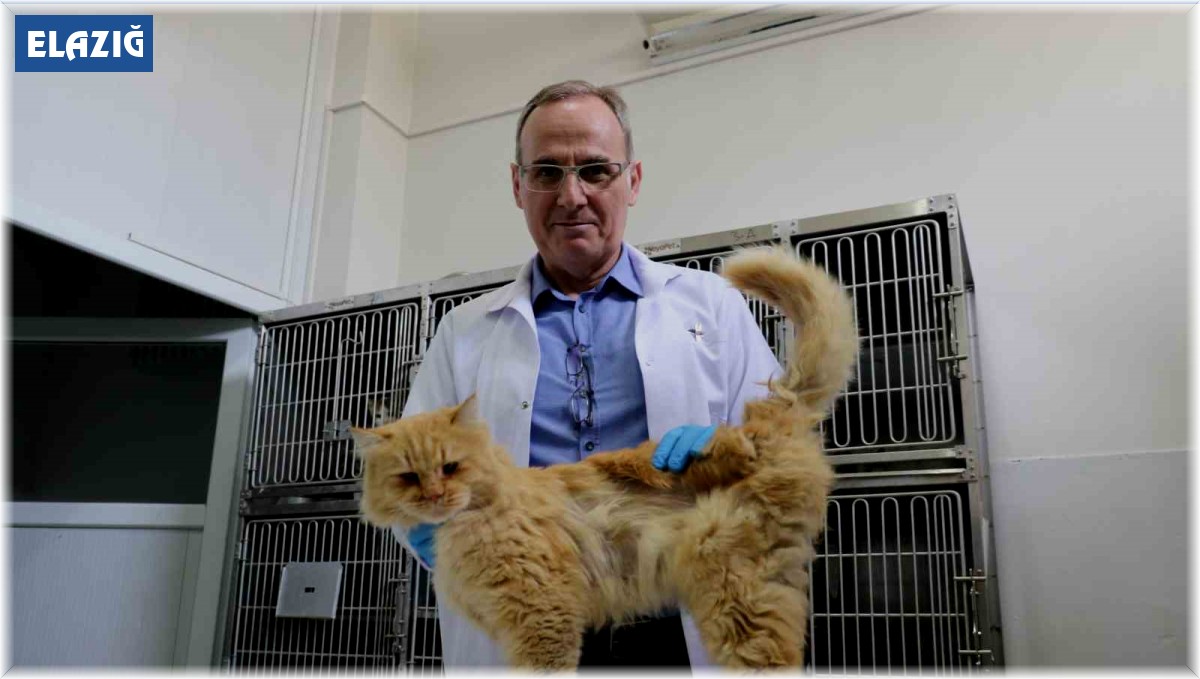 Depremden yaralı kurtarılan hayvanlar Elazığ'da sağlığına kavuşuyor