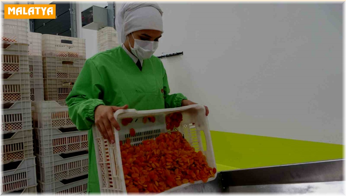 Depreme rağmen kuru kayısı ihracatı yüz güldürdü