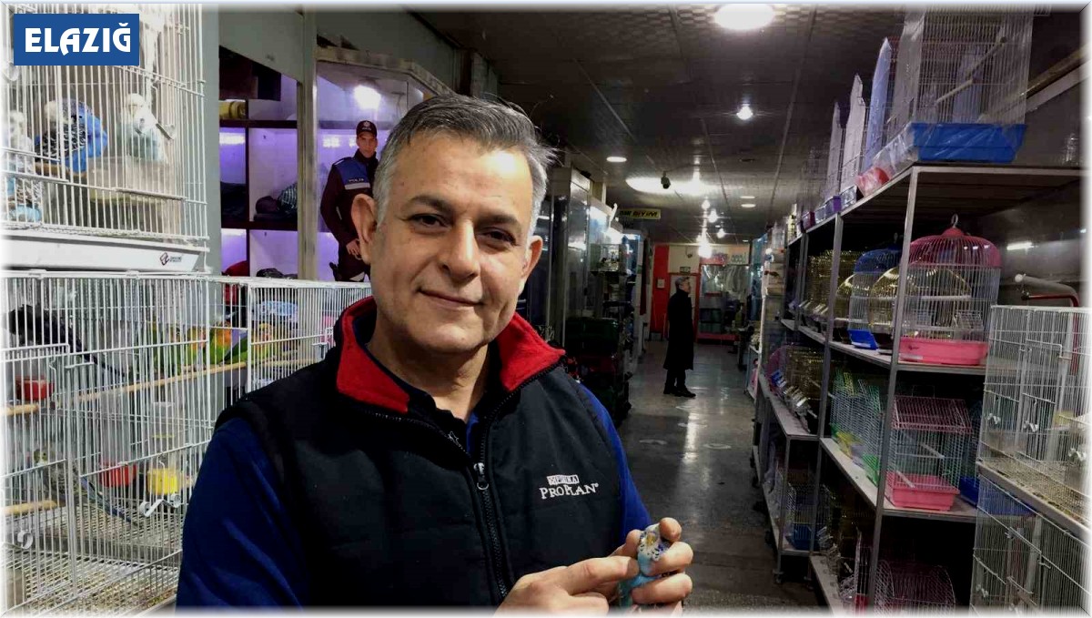 Depremi önceden haber verdiğine inanılan muhabbet kuşlarına yoğun ilgi