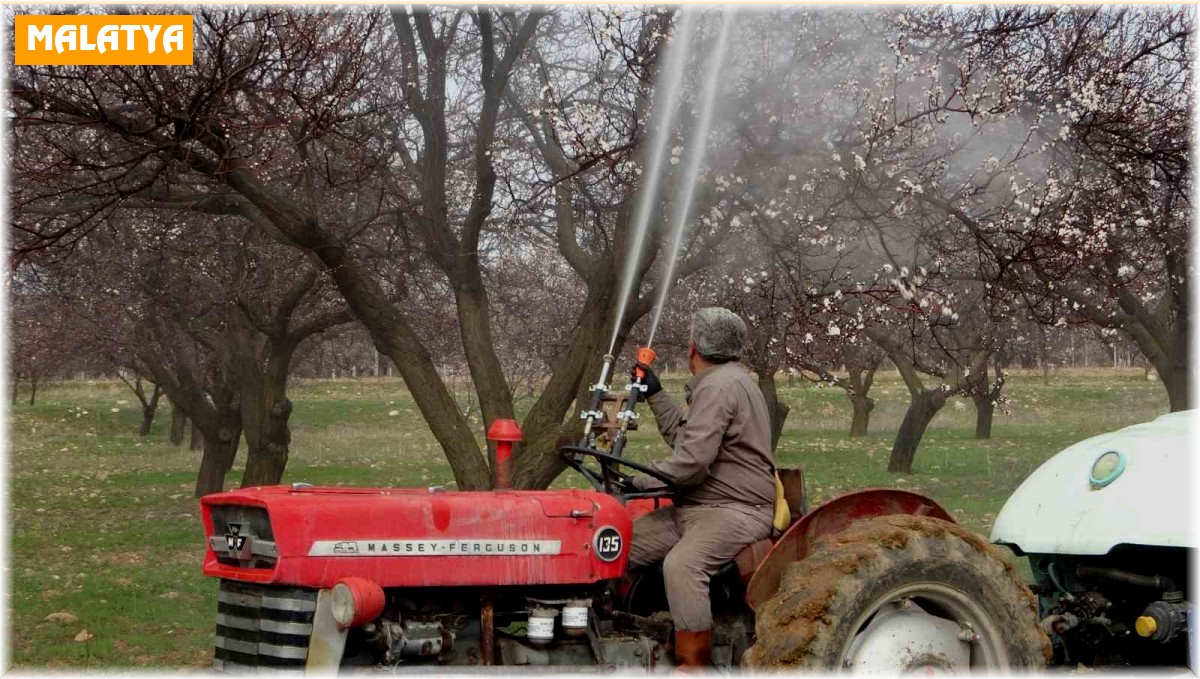Depremin vurduğu Malatya'da kayısı üreticileri yeni sezona hazırlanıyor