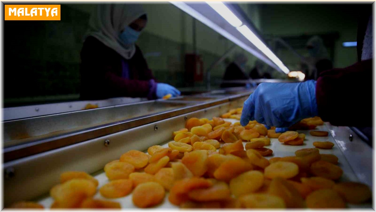 Depremin vurduğu Malatya'da kayısı yüz güldürdü