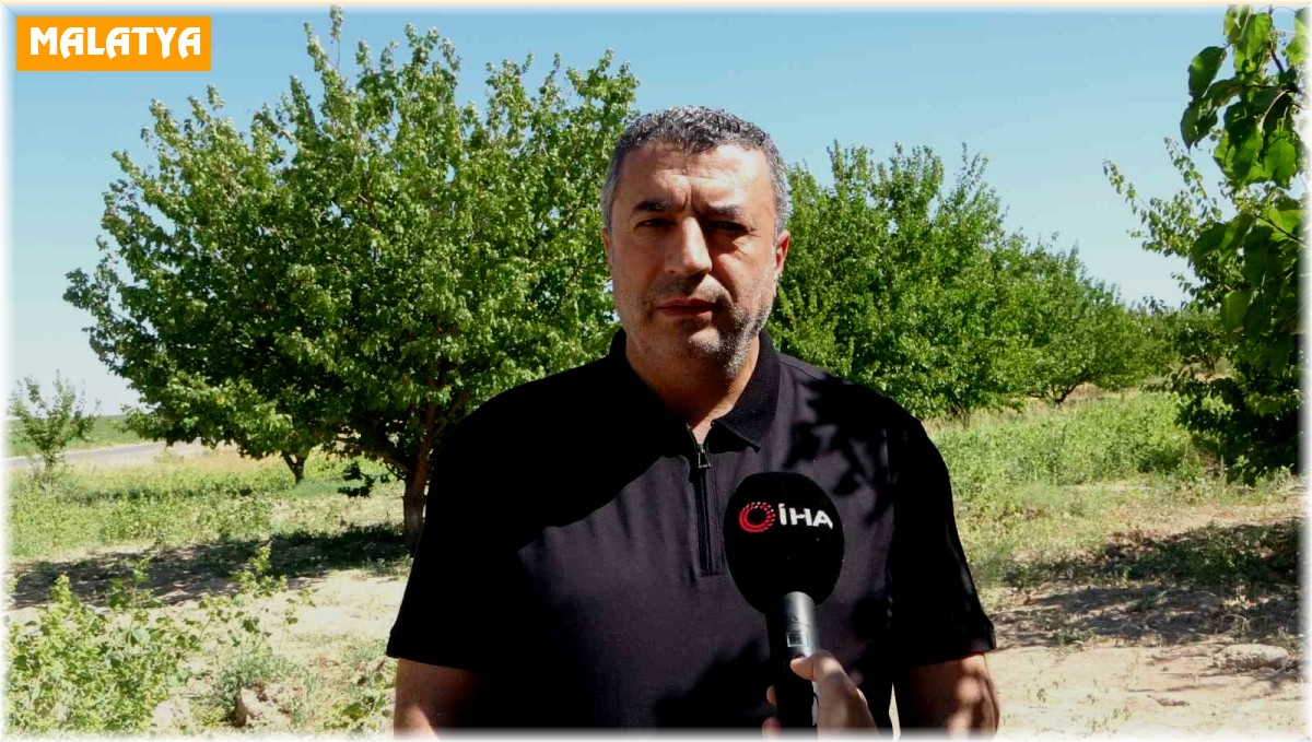 Depremin vurduğu Malatya'da kayısı yüz güldürüyor